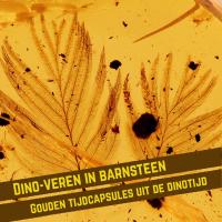 Dino-veren in barnsteen: gouden tijdcapsules uit de dinotijd