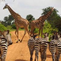 Safari Secrets (30 oktober 2024)