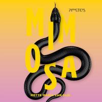 Mimosa