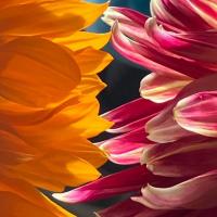 bloem bladeren