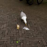 Luisterverhaal: Hoe word je gelukkig(er)? Dit zegt de wetenschap