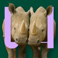 VIDEOPODCAST Kunnen we de witte neushoorn nog redden?